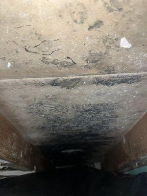 black mold exposed and left