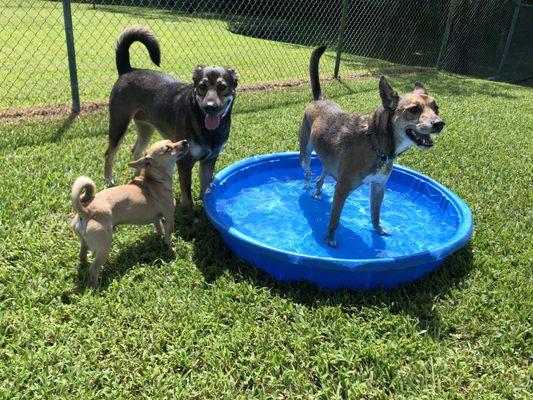 Dogs playing in freshwater baby pools in large grassy enclosed yards