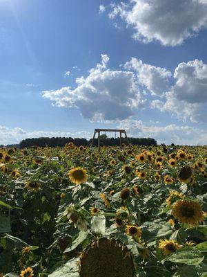 Sunflower fields