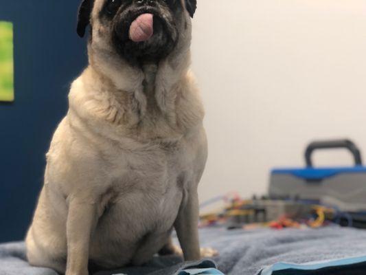 Patient pug