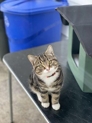 Stormy is a happy healthy kitty!