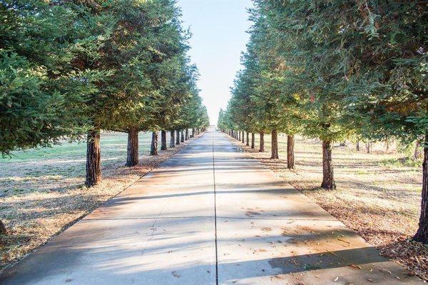 Beautiful tree lined private driveway.