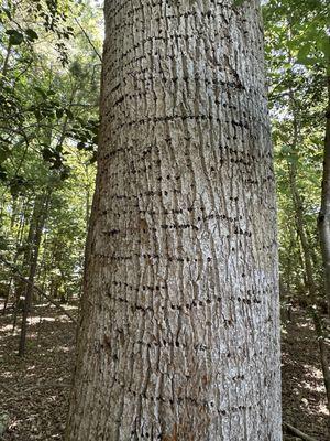 Tree (woodpecker marks?)