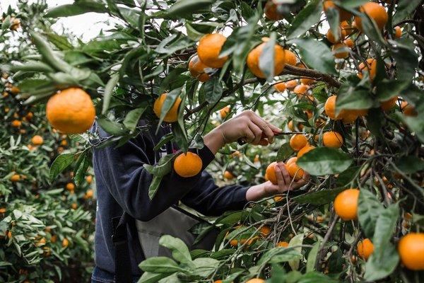 Fresh harvest available daily!