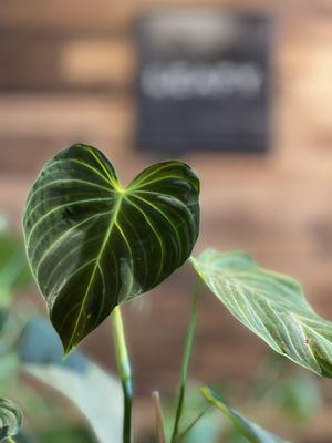 Philodendron Gloriosum