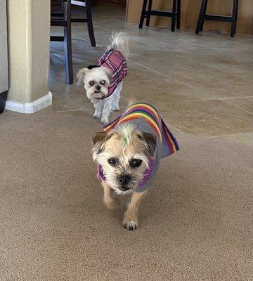 Fur kids rockin new sweaters!