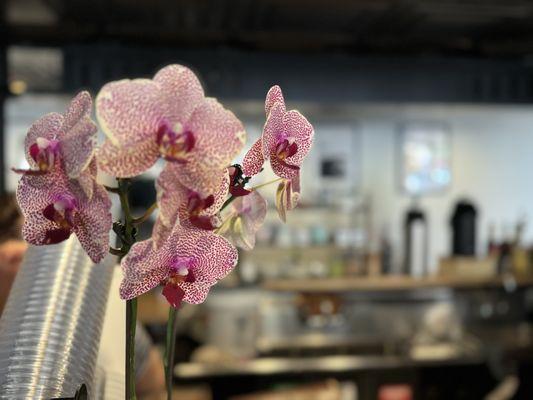 Orchids are usually in the lobby to admire