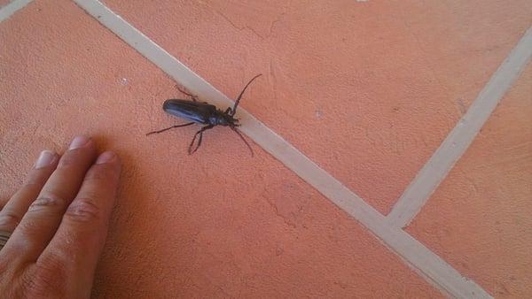 The largest beetle in Arizona, the Palo Verde Beetle.  Scary, but mostly harmless.