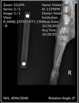 This is the latest X-Ray that the hospital took and it's showing that it's healing