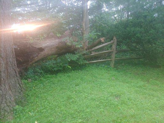 Fallen tree removal