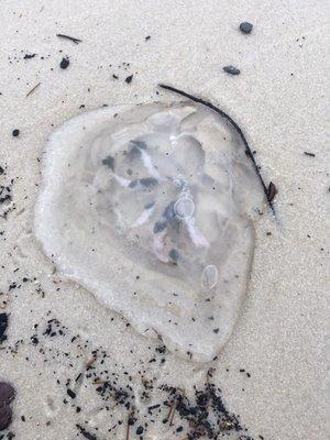 Moon jellyfish