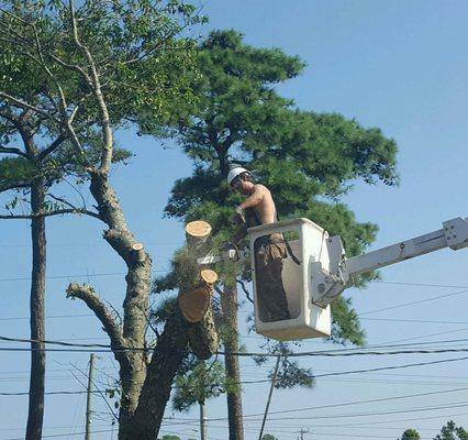 Removal on Ebb Tide Rd. Va Beach.