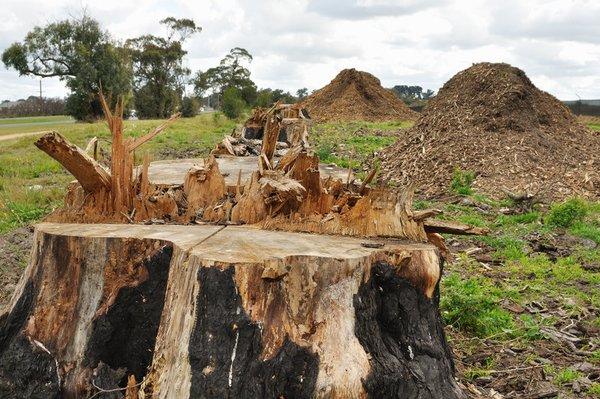 Stump Grinding & Removal