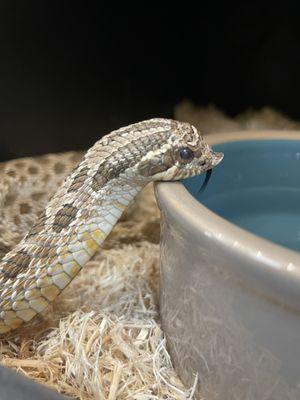 Western Hognose