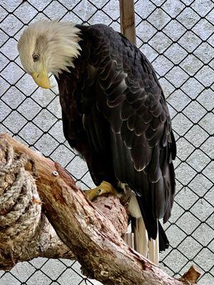 american bald eagle