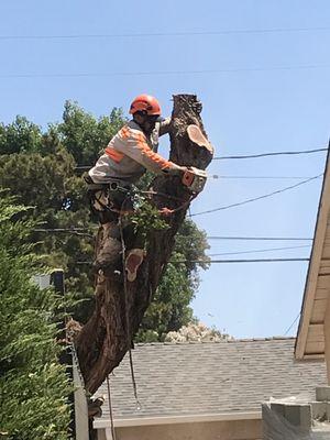 Safety equipment for employees and controlled lowering of cut tree sections.