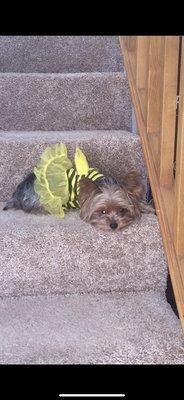 Zoey Halloween outfit