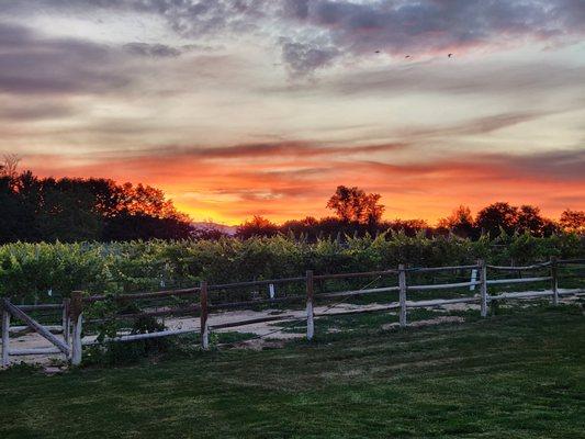 Buckhorn Vineyards at sunrise