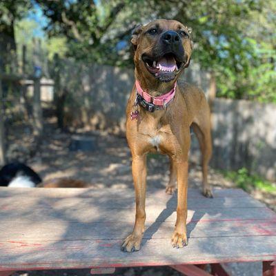 One of our most-loved attractions: the picnic table in our big yard!