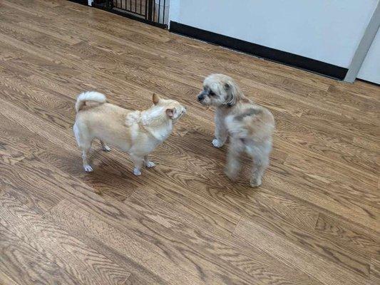 My dog playing with another dog at Winter Park Paws