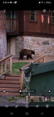 Brown bear checking garbages