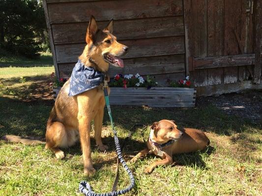 The pups found a comfortable spot on the lawn while waiting for the parents to eat breakfast.