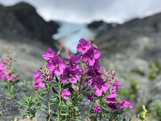 Nearby Worthington Glacier on the way to Valdez.