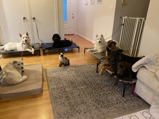 Some of the board & train dogs learning to be calm with the pack and a cat toy distraction