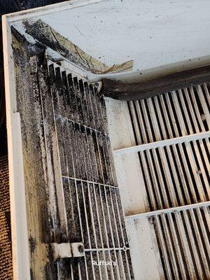 Black mold in the heater