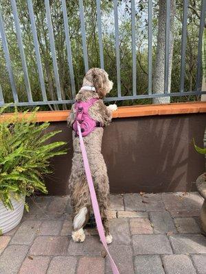 Dog friendly patio dining.