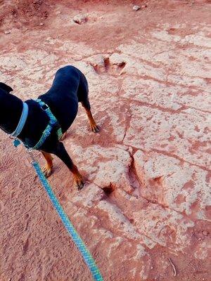 Giant T-rex tracks on trail.