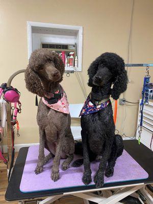 Poodles by Nicole