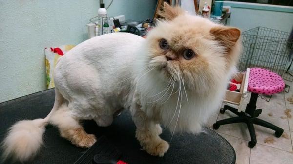 Rizzi, just got his 2nd lion cut.