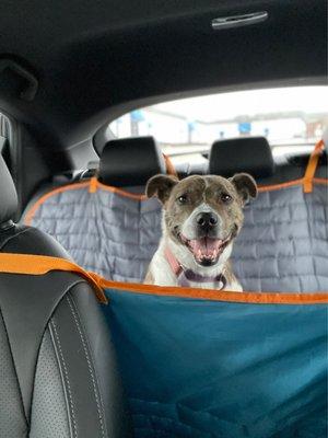 Roxy waiting her surgery consult.