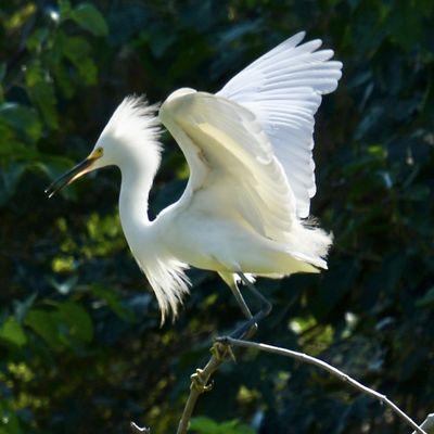 Snowy Egret