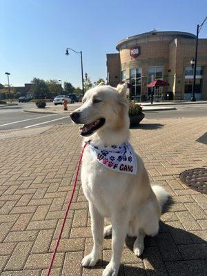 Brand New, Fresh Coat, and New Pants at Naperville Commons after grooming appt with Woof Gang!