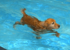 Canine Hydrotherapy and Dog Swimming Lessons!