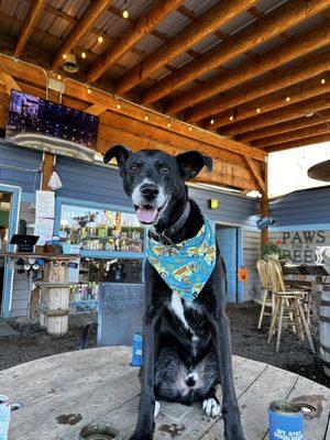 Bolt chillin under the woof roof