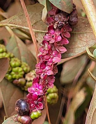 Plants to see and photograph