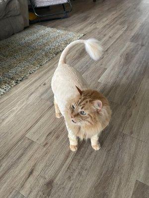 Lion hair cut!