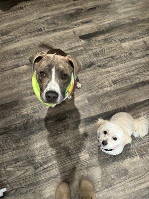 Post hair cut pup is one on right.