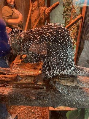 Porcupine