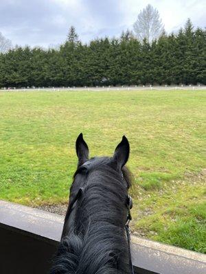 My horse looking out from the covered arena to the outdoor arena across the field.