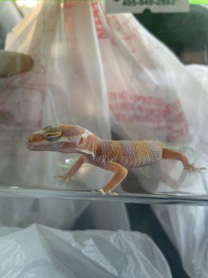 My son, George, the Albino Leopard Gecko!