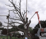 Canning's Tree Service