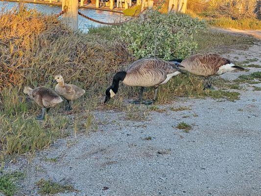 Family of geese