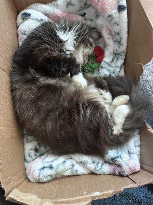 Penny in her Box after I bought her a $35 cat bed....