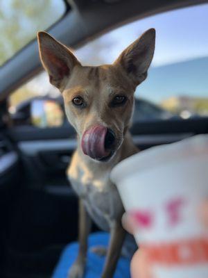 Dunkin Pup Cup