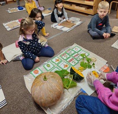 Learning about a pumpkin lifecycle.