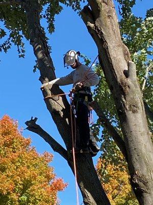 Sangamon Tree Service